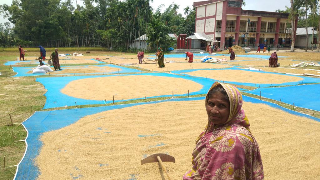 রোদে স্বস্তি, ধান শুকানোর ধুম