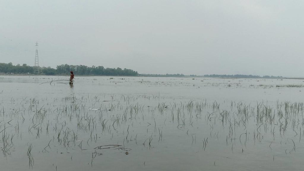 পাহাড়ি ঢলে ফসলের ক্ষতি