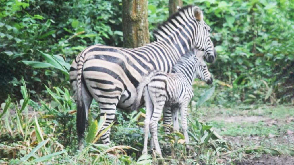 সাফারি পার্কে আরেকটি জেব্রা শাবকের জন্ম