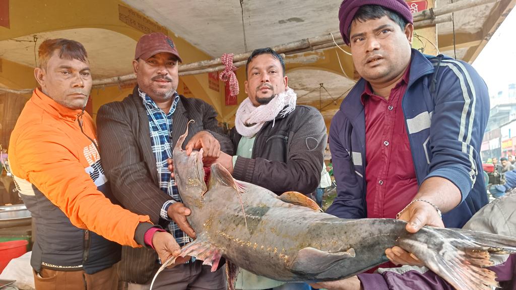 শ্রীমঙ্গলে পৌষ সংক্রান্তির মাছের মেলা, বড় আকর্ষণ লাখ টাকার বাঘার মাছ