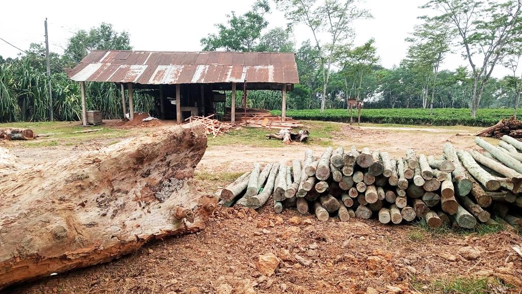 রামগড় চা বাগানের ভেতরে অবৈধ করাতকল