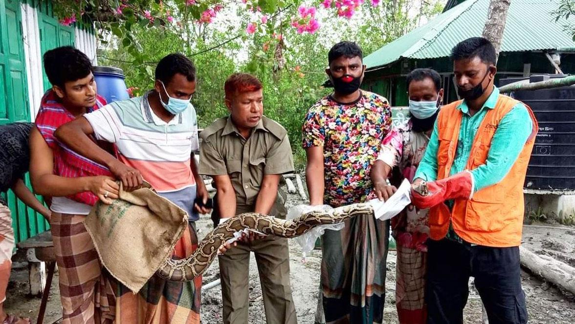 মোংলায় সুন্দরবন থেকে ভেসে আসা অজগর উদ্ধার