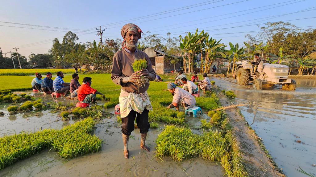 স্বস্তির বৃষ্টিতে আমনের বীজতলায় ব্যস্ত কৃষক