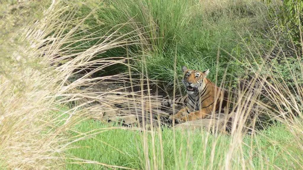 পাহাড়ে বাদাড়ে স্থানীয়দের মুখে বাঘ নিয়ে রোমহর্ষক গল্প