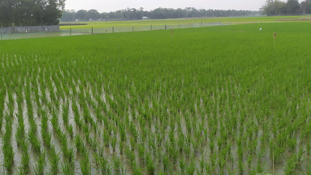 ধান গাছে কালচে রং, উদ্বেগ