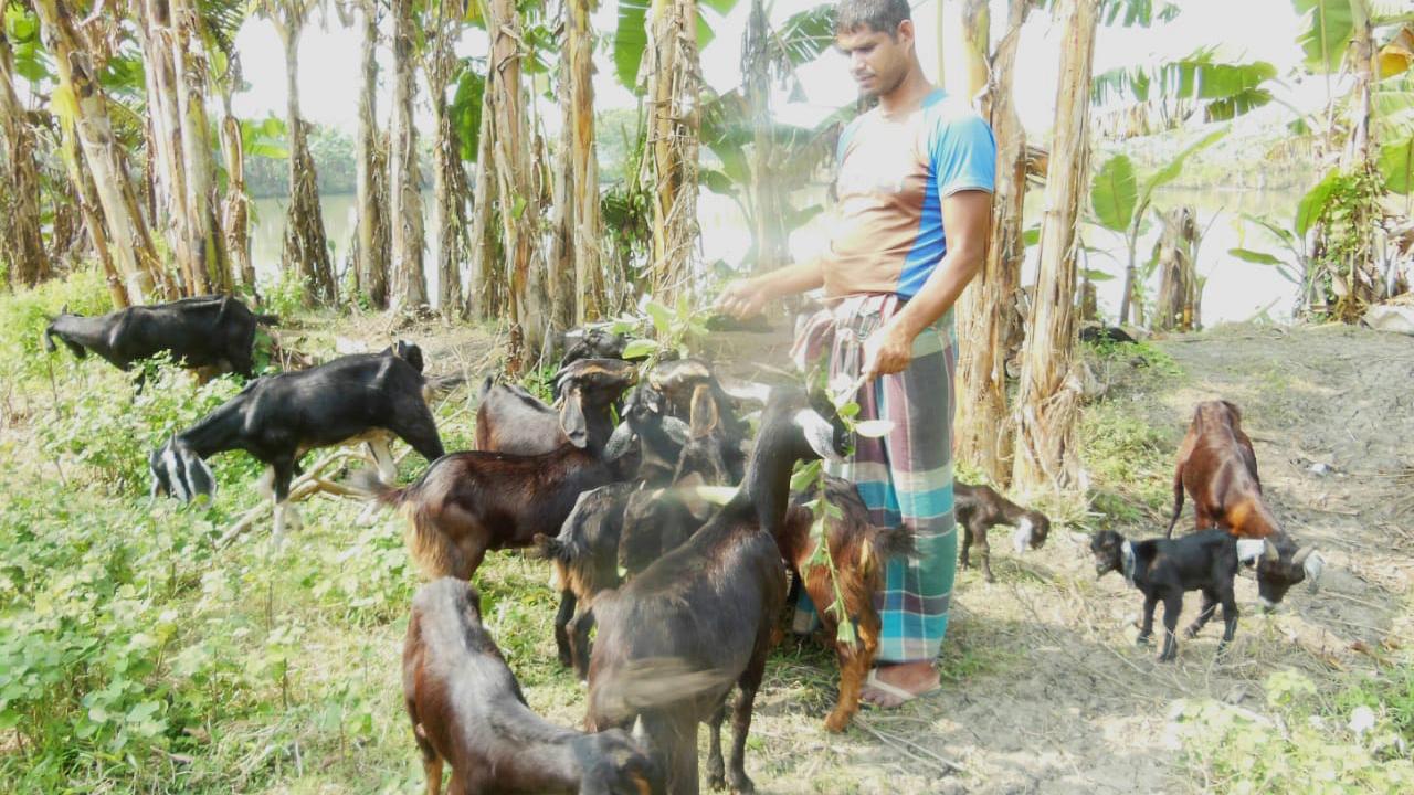 ছাগলের খামারে দিনবদল