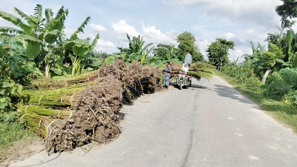 পাট জাগ দেওয়া নিয়ে ভোগান্তিতে চাষিরা