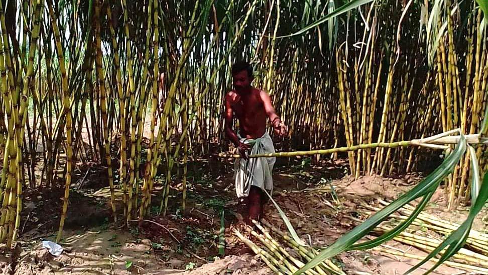 শ্রীপুরে আখের বাম্পার ফলন