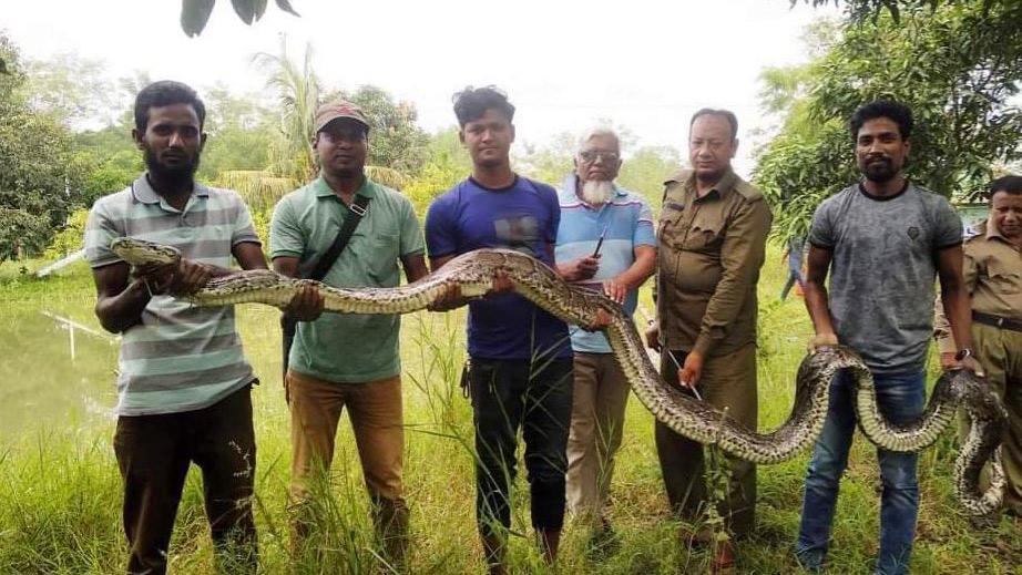 শরণখোলায় ৪০ কেজি ওজনের অজগর উদ্ধার