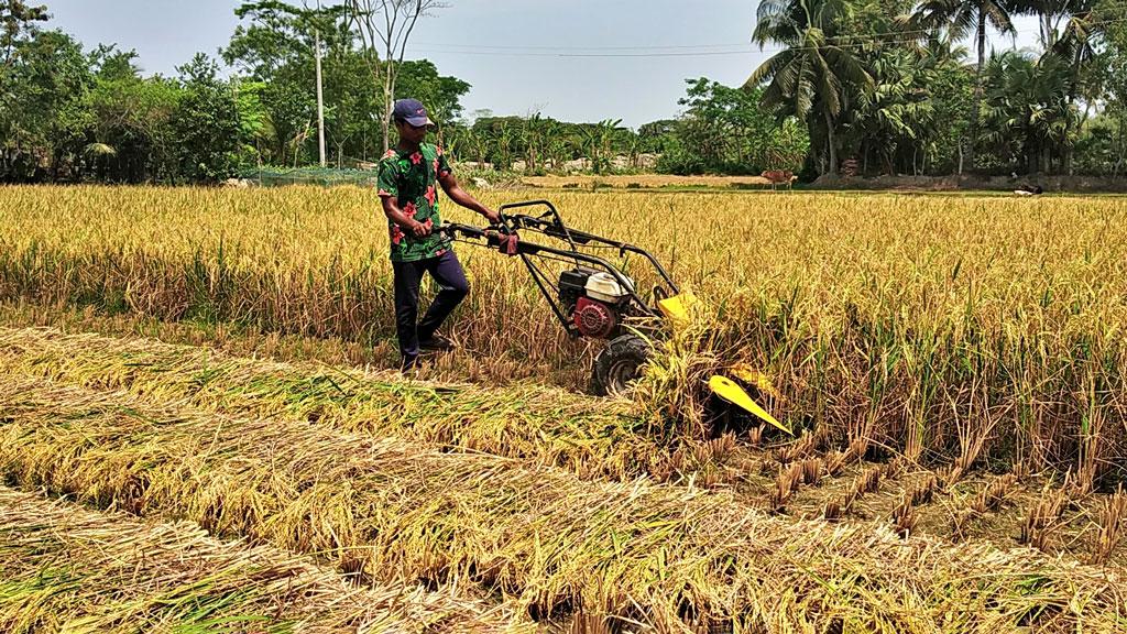 প্রচণ্ড তাপপ্রবাহে ফকিরহাটে শ্রমিকসংকট, বোরো ধান কাটছে যন্ত্র