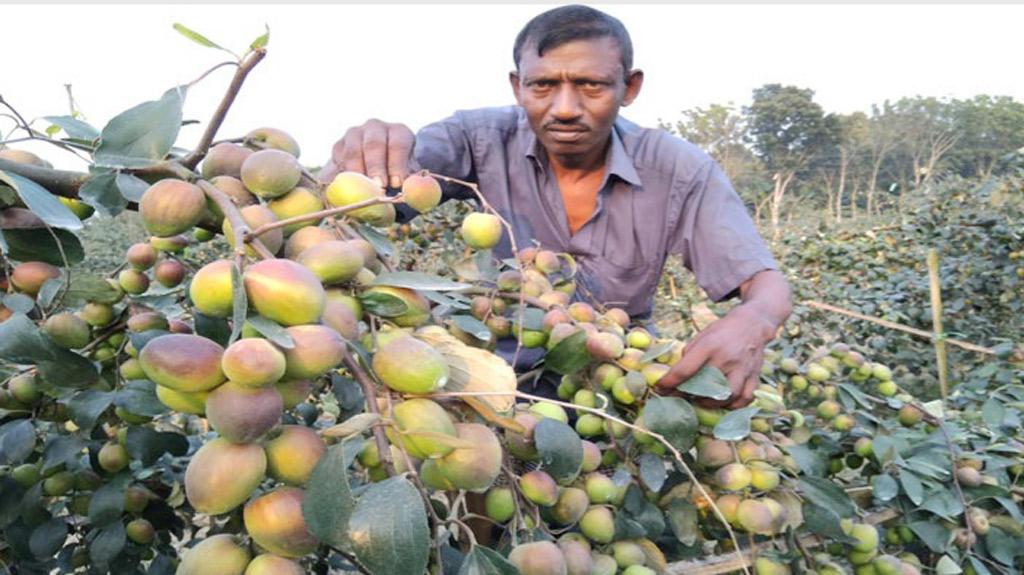 কুল চাষে কৃষকের মুখে হাসি