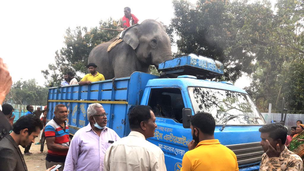 সেই হাতি নেওয়া হলো বগুড়ায়