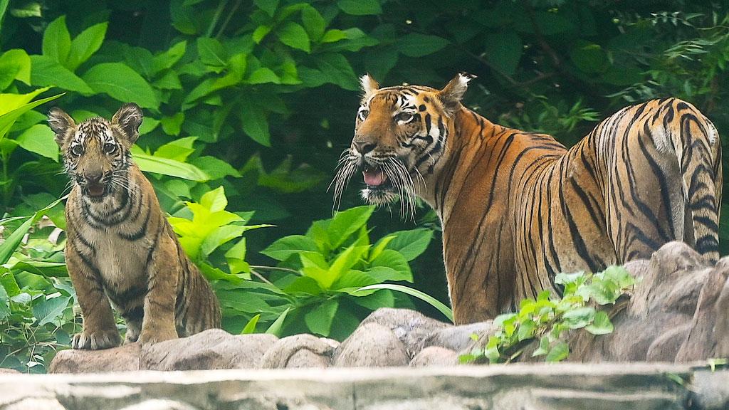 সুন্দরবনের ভারত অংশে বাঘের ঘনত্ব সর্বোচ্চে, ঢুকে পড়তে পারে বাংলাদেশে