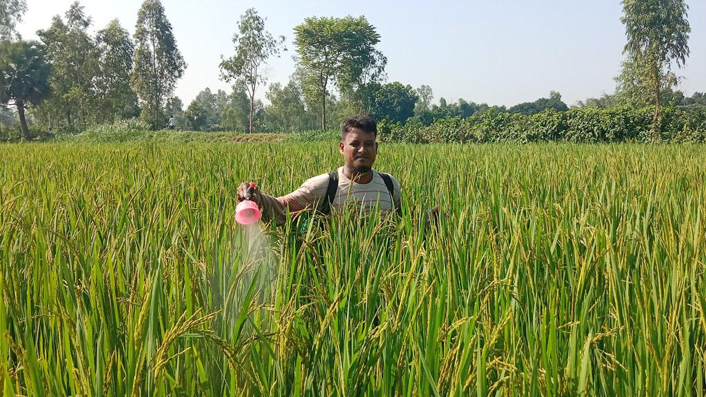 কষ্টের ধানে পোকার হানা