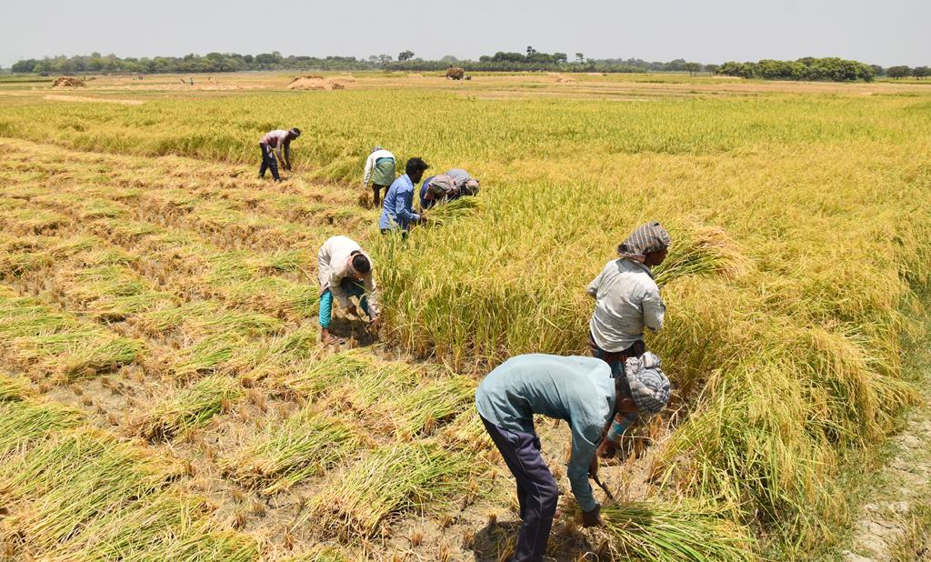 ভারী বৃষ্টিপাতের শঙ্কা: ৮০ শতাংশ পাকলে বোরো ধান কেটে নেওয়ার পরামর্শ