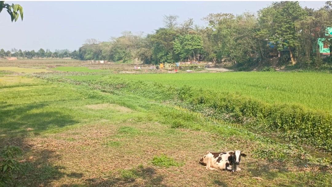 রায়পুরায় খালে জমেছে পলিমাটি, পানির প্রবাহ না থাকায় ক্ষতিতে কৃষক 