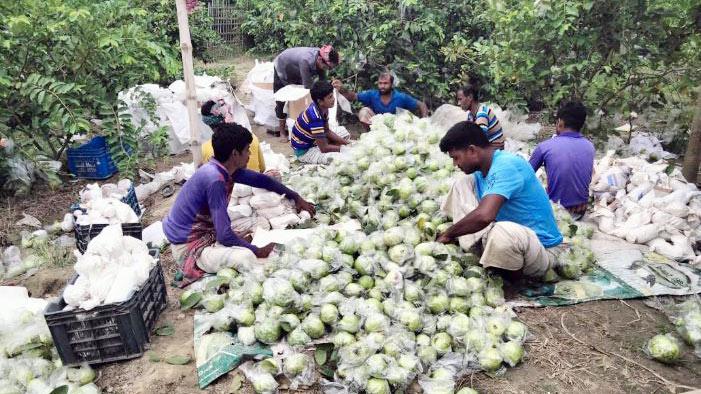 বাঘার পেয়ারা-বরই  ইতালির বাজারে