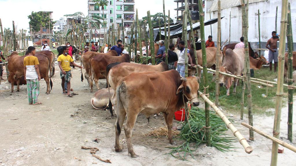 শেষ মুহূর্তে হাটে কমেছে কোরবানির পশুর দাম