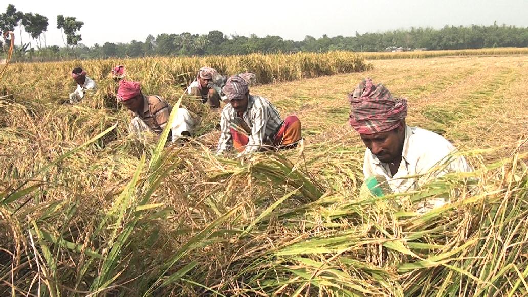 কালো ধান চাষে দুই কলেজপড়ুয়ার সাফল্য