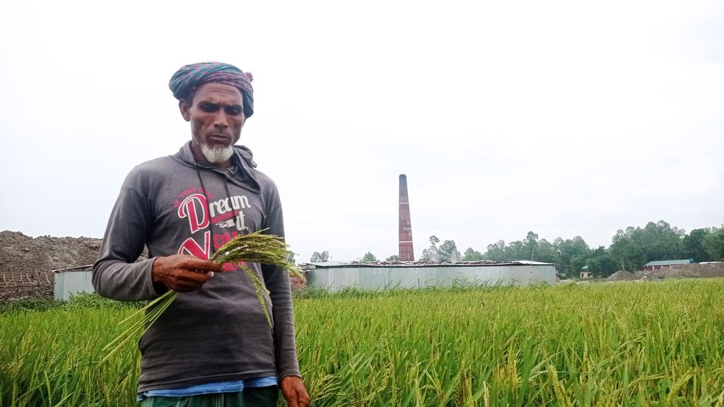 রৌমারীতে ইটভাটার ধোঁয়ায় নষ্ট হচ্ছে ধান