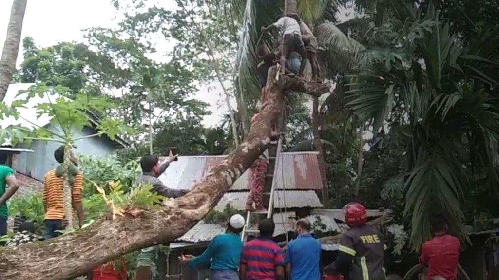 ঘূর্ণিঝড়ে হেলে পড়া গাছ কাটতে গিয়ে শ্রমিক নিহত