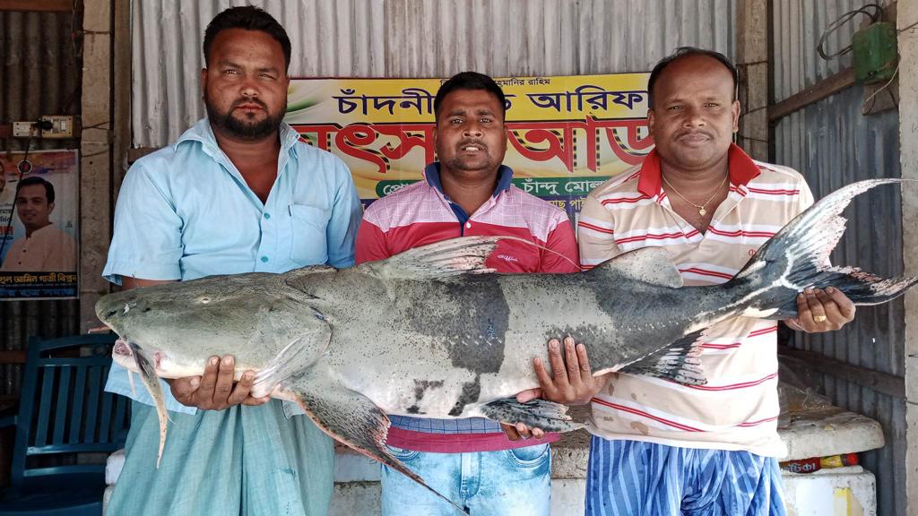 পদ্মায় ধরা পড়ল ৩২ কেজির বাগাড়, বিক্রি হলো ৪১ হাজার টাকায়