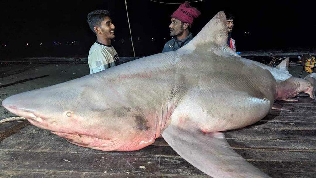 বঙ্গোপসাগরে জেলের জালে ১৫০ কেজির হাঙর