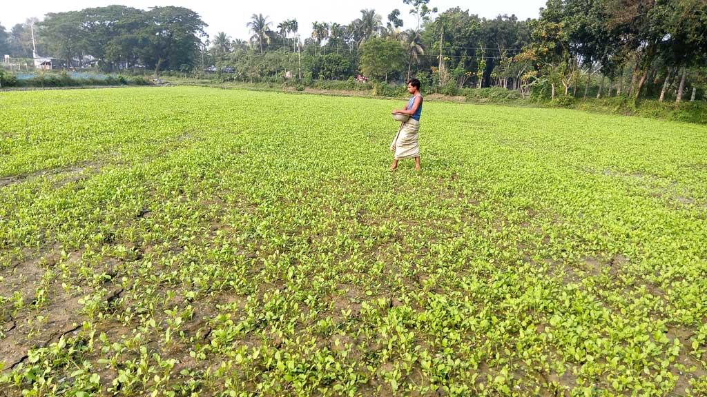 আটঘরিয়ায় সরিষার আবাদে খুশি কৃষক