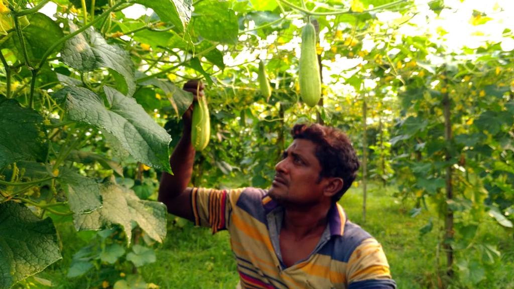 শসা চাষে আগ্রহ বেড়েছে কৃষকের