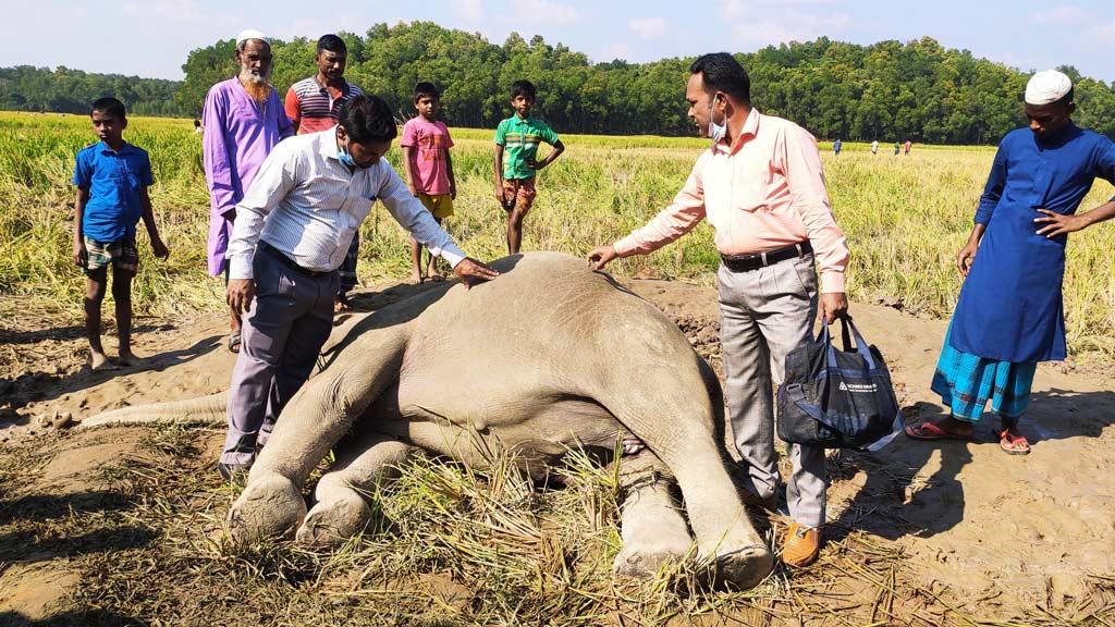 নালিতাবাড়ীতে বন্য হাতির মরদেহ উদ্ধার