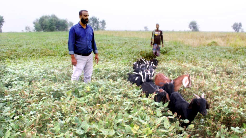 অনাবাদি জমিতে ফলছে সোনা