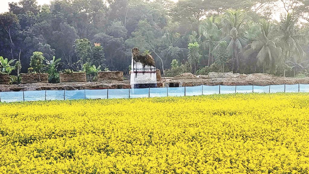 আবারও দুলছে সোনার ফসল