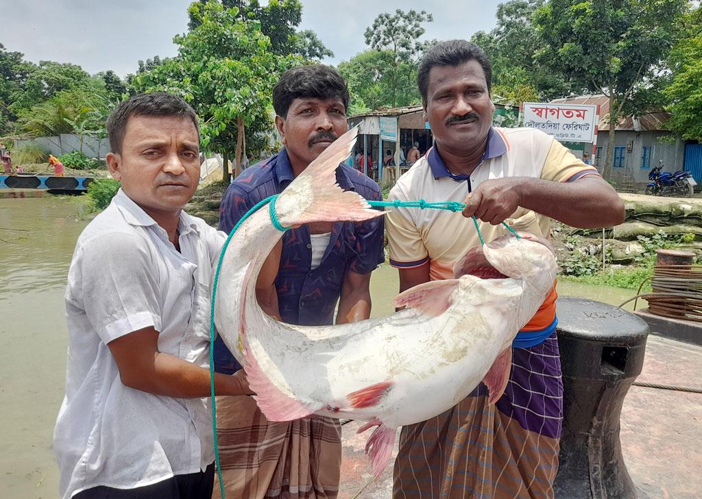 সাড়ে ২২ কেজির পাঙাশ, বিক্রি হলো ২৯ হাজার টাকায়