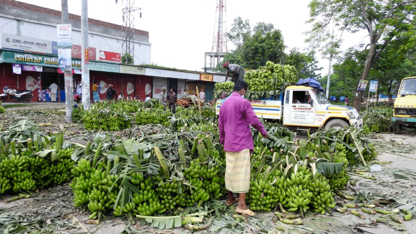 দিশেহারা মাগুরার কলাচাষিরা