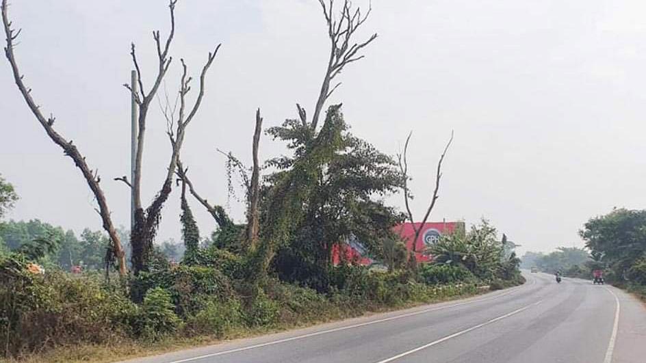 ঢাকা-চট্টগ্রাম মহাসড়কের দুই পাশে কয়েক শত মরা গাছ, ঘটতে পারে দুর্ঘটনা