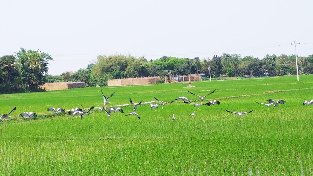 যে গ্রামে মানুষের ভালোবাসায় আবাস গড়েছে শামুকখোলের দল