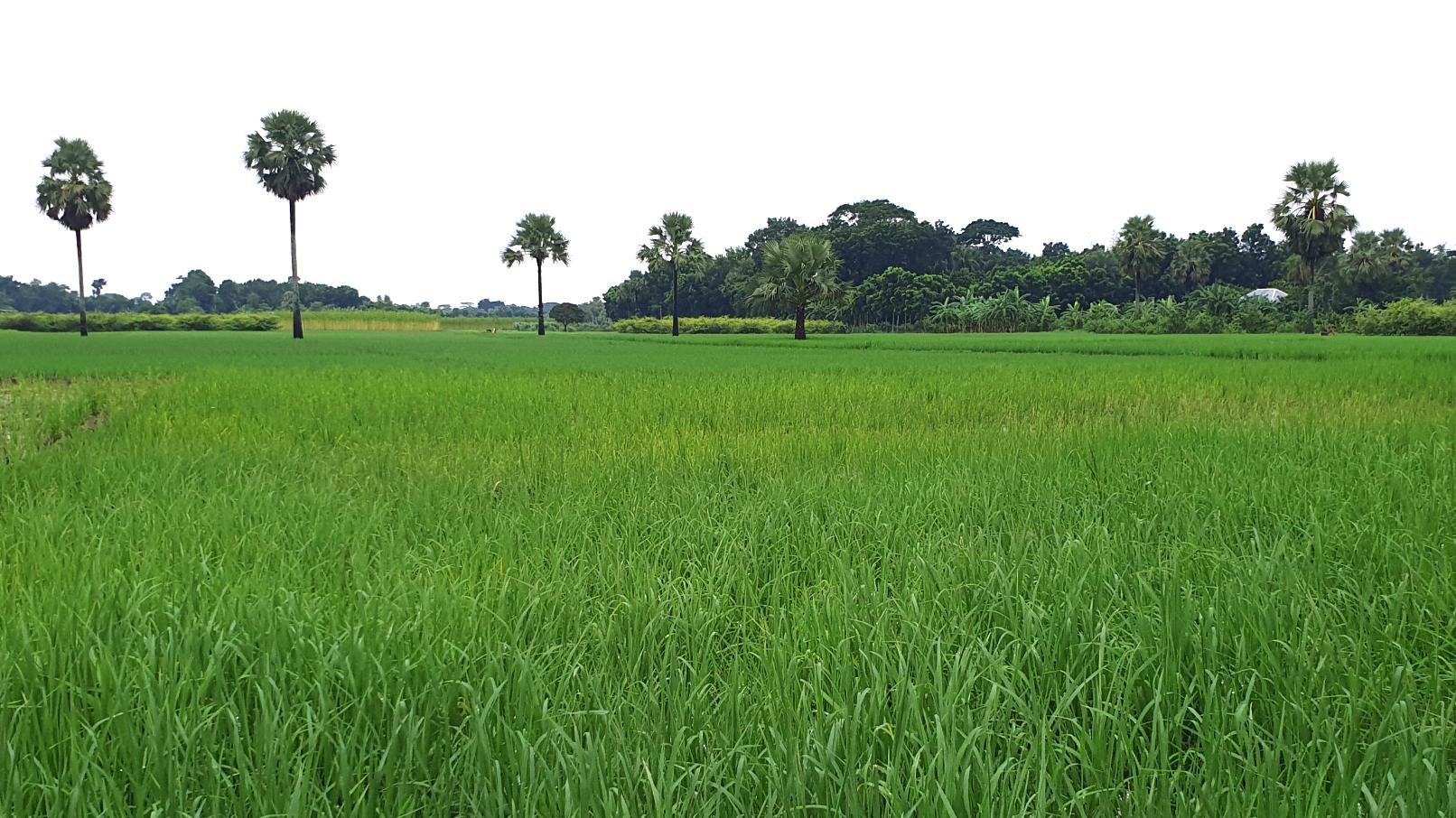 দীর্ঘদিন খরার পর ভারী বর্ষণে বেড়েছে আমন রোপণ