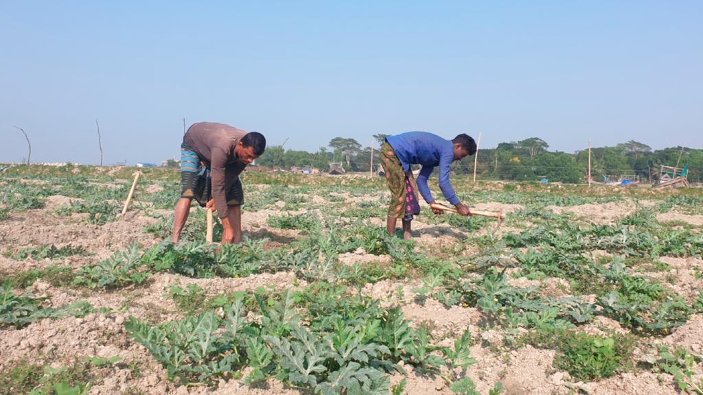 তরমুজে আশার আলো উপকূলের কৃষকদের