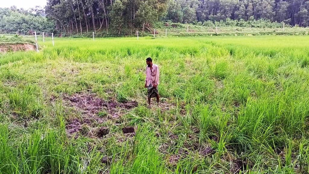 বন্য হাতির পাল থেকে ফসল বাঁচাতে রাত জেগে পাহারা