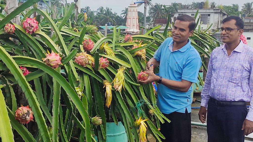 ড্রাগনে রঙিন রাঙামাটির বিকাশ দের ছাদবাগান 