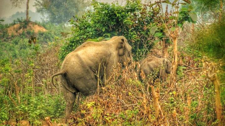 আবাসস্থলের সংকটে পাথারিয়ার বন্য প্রাণী