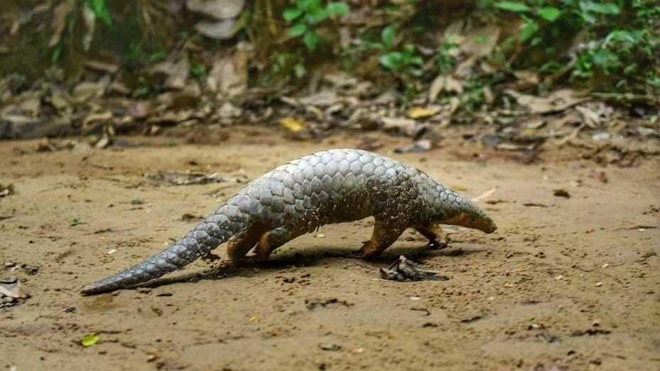 কুলাউড়ায় উদ্ধার বনরুইটি অবমুক্ত করা হলো লাউয়াছড়ায়