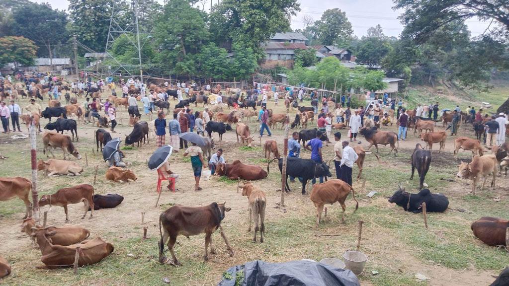 কাপ্তাইয়ে জমে উঠছে পশুর হাট, চাহিদা বেশি পাহাড়ি গরুর