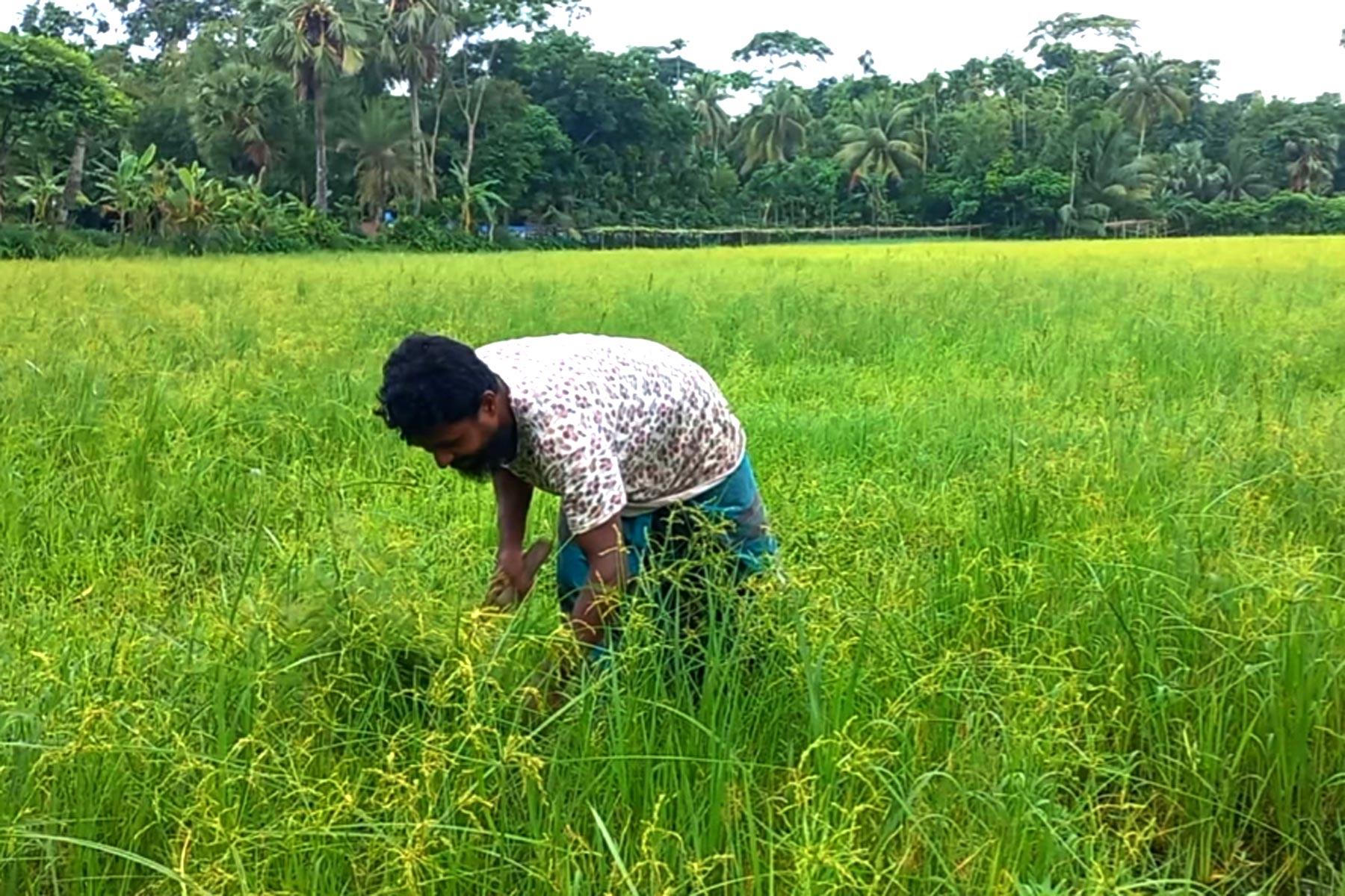 তিন ফসলি জমিতে স্টেডিয়াম নির্মাণের প্রস্তাব, ক্ষুব্ধ কৃষক