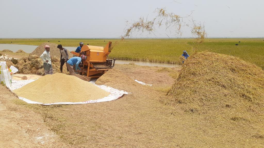 প্রাকৃতিক দুর্যোগ ছাড়াই শতভাগ ধান কাটতে পেরে খুশি জগন্নাথপুরের কৃষকেরা