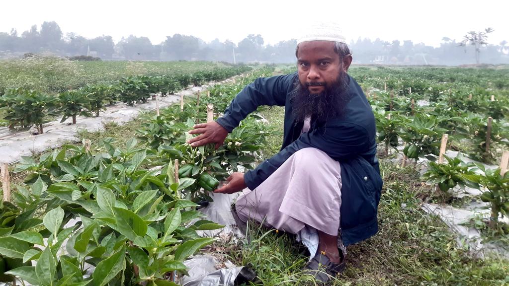 ভৈরবে ক্যাপসিকাম চাষে  সাফল্য শিক্ষকের