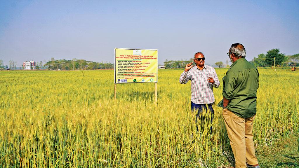 রিলে পদ্ধতিতে গম চাষে নতুন সম্ভাবনা