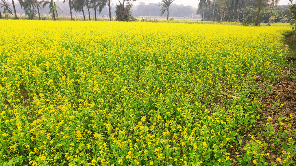 মাঠে মাঠে দুলছে সরিষা