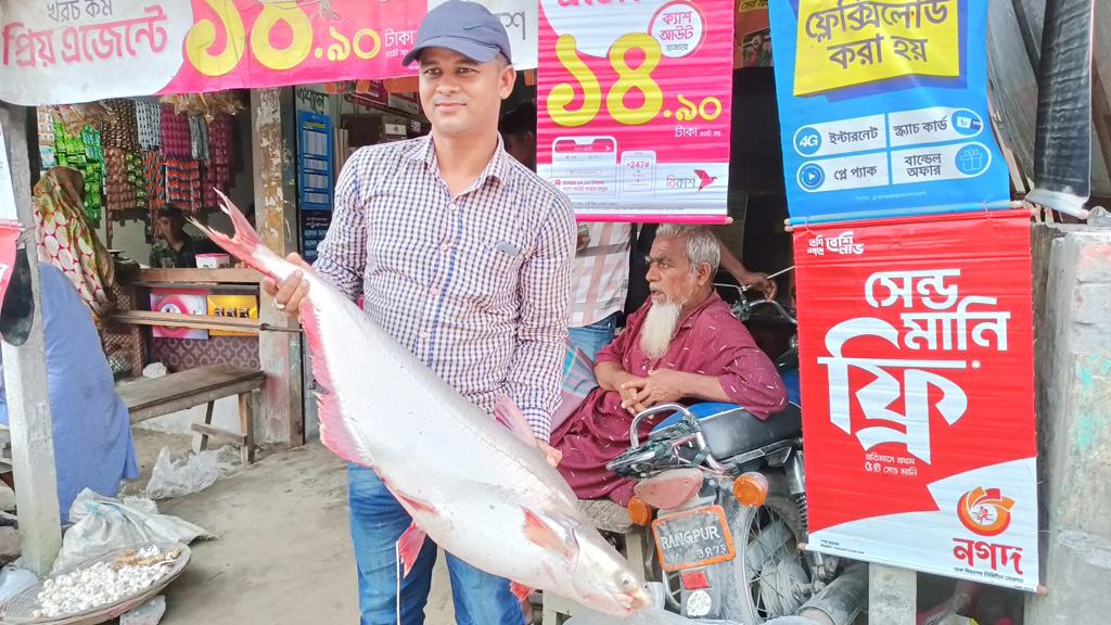 চিলমারীতে ফের জেলের জালে ধরা পড়ল ১৫ কেজির পাঙাশ