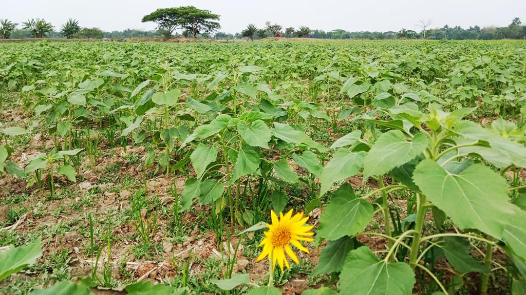 শ্যামনগরে একই জমিতে সূর্যমুখী-তিল চাষ, লাভের আশা কৃষকের